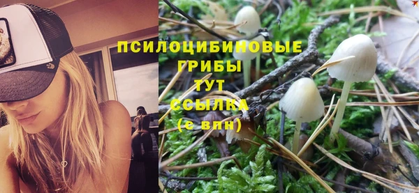 гашик Пересвет